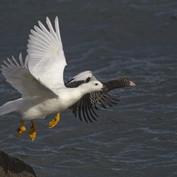 Caranca (Kelp goose)