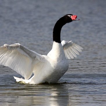 Cisne de cuello Negro (Black-necked swan)