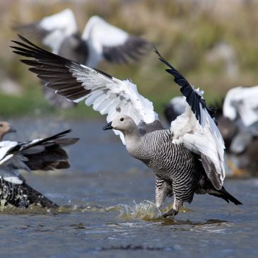 Caiquén (Upland Goose)