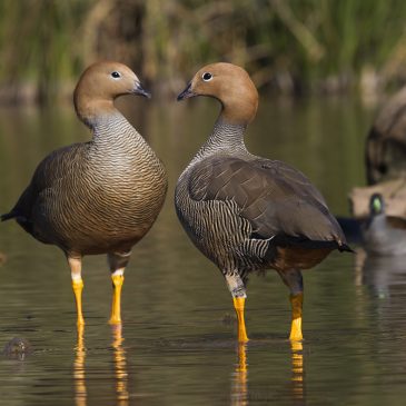 Canquén colorado (Ruddy-headed Goose)