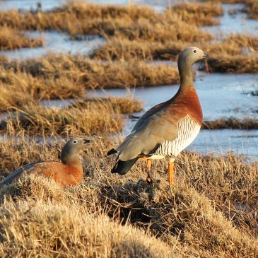 Canquén (Ashy-headed Goose)