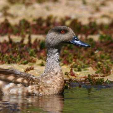 Pato juarjual (Crested Duck)