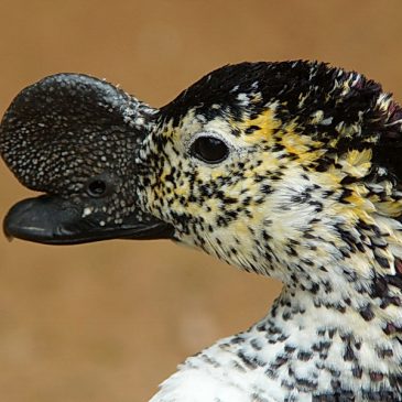 El Pato Crestudo: una especie nueva para Chile